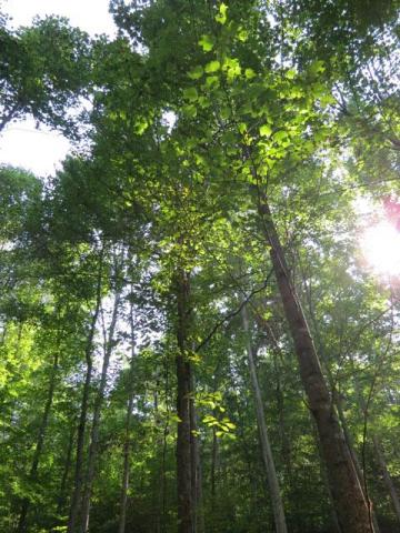 Treetops with Sun Shining Through